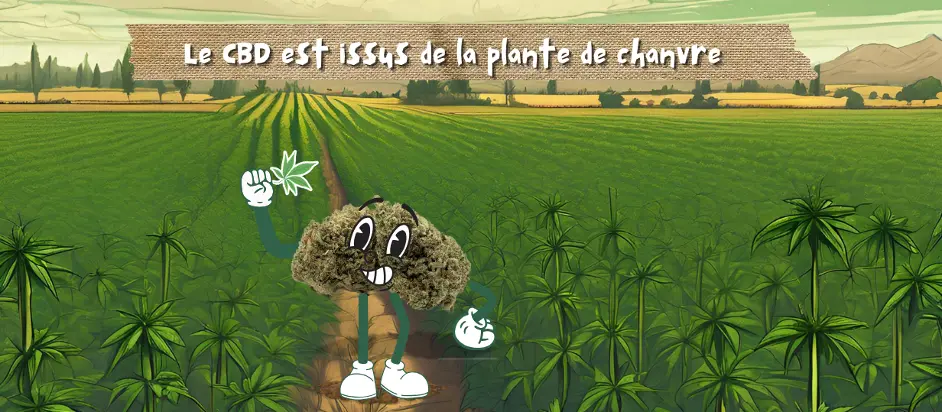 Le CBD est issus de la plante de chanvre