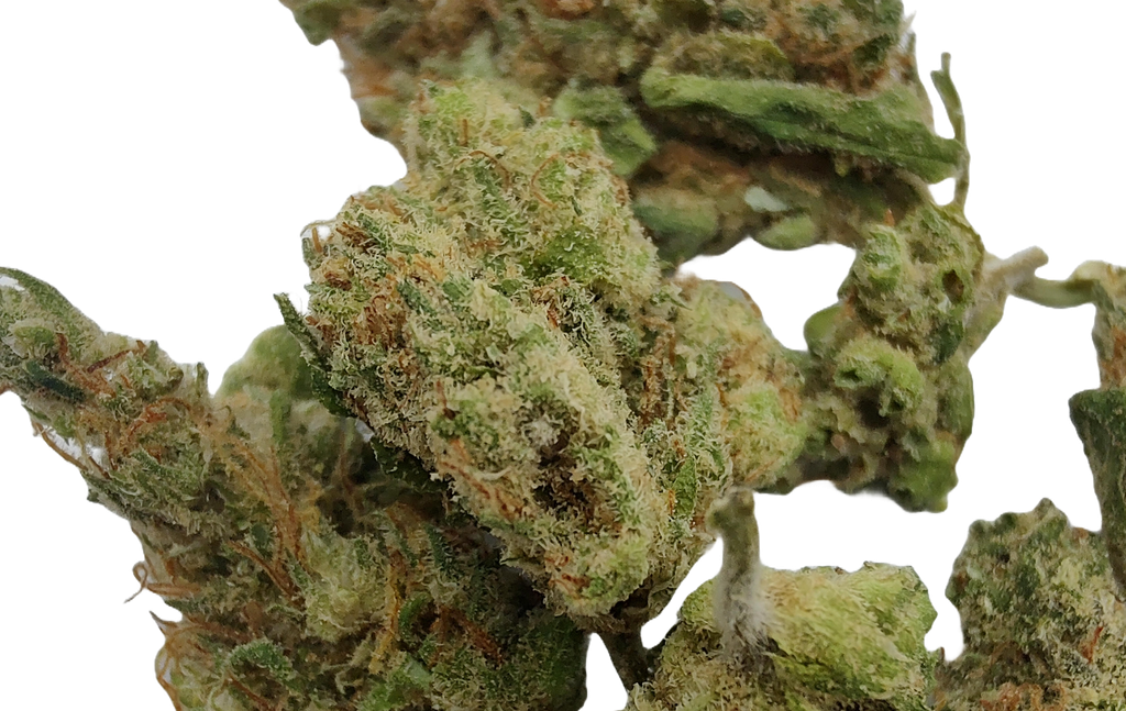 Moby Dick small bud - CBD - Indoor 